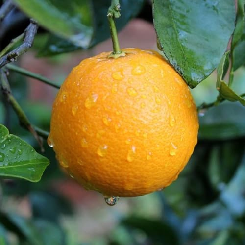 Planta Naranja Washington en Fitocella - Edad 2/3 Años (Foto Real)