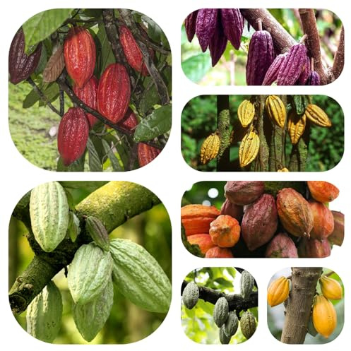 semi di cacao, Theobroma cacao rampicanti resistenti esterno in vaso in interna balcone rialzato con letto rara copertura del terreno 75pcs