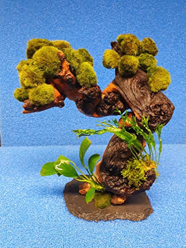 Garnelenbaum mit 8 Moosbällen ca. 15 cm Bäumchen (Farn + Anubias)- Mopani-Wurzel mit echten Aquarium-Wasserpflanzen bepflanzt
