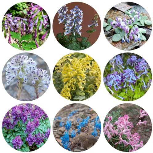 semi di speronella selvatici perenni resistenti speronella balcone giardino per aiuole rialzate, luoghi soleggiati 130pcs
