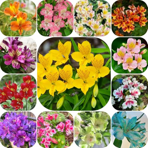 Alstroemeria - blumendeko stauden winterhart mehrjährig geschenke für gartenliebhaber balkongewächshäuser schmetterlingswiese balkonpflanzen blumenwiese blumensamen blumensamen 500Samen