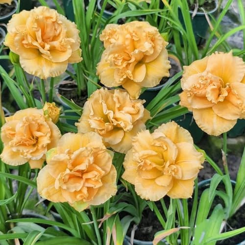 Lirio de día resistente al invierno – Lirio como decoración de jardín colorido y decoración de balcón 4PCS-H