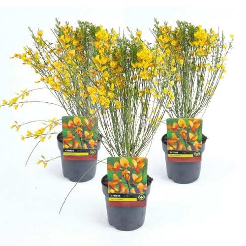 Cytisus Apricot Gem 3 Piante in Vaso | Ginestra Ornamentale a Fioritura Primaverile Arancio Albicocca | Pianta da Esterno per Giardino e Balcone | Rustica e Facile da Coltivare