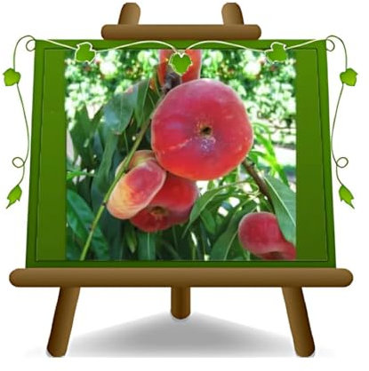 EURO PLANTS VIVAI Pêcher Platicarpa pêche pulpe blanche variété Stark Saturne plante fruitière en pot 26 cm hauteur maximale 180 cm - Âge 4 ans