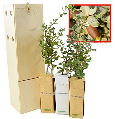Chêne-Liège – Arbre Méditerranéen – Feuillage Persistant – Jeune Pousse de 30 cm Reçue dans une Caisse en Bois Réutilisable – 3 Unités