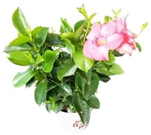 Mandevilla Rosa - Planta Trepadora Natural con Espectaculares Flores Rosas - Dipladenia