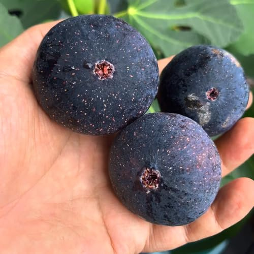 feigenbaum obstbäume baumsamen spalierobst exotische zimmerpflanzen feigen büropflanzen säulenobstbäume hochbeete für garten kräutergarten zimmerbonsai bonsai robuste balkonpflanzen 300samen