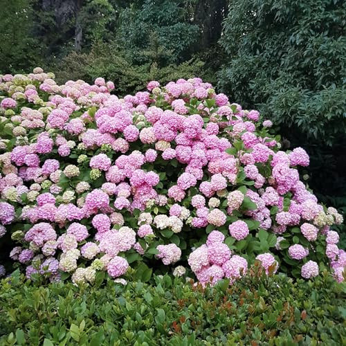 Green boutiQ - Plante de jardin - Hydrangea macrophylla Rose - Hortensia - Résistante à l'hiver - Rose - 3 Plantes - Pot 12cm - Hauteur 20-30cm
