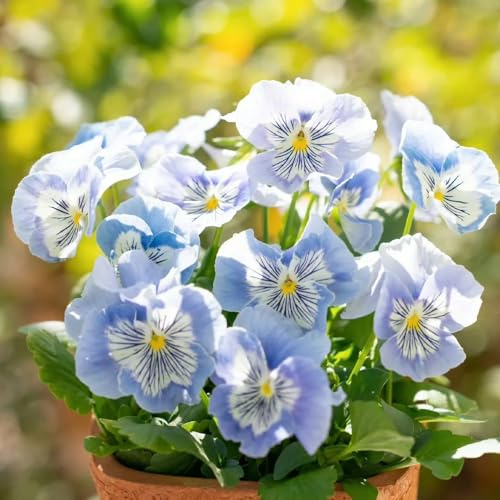 semi di viola del pensiero biologici - primaverili da interno giardino resistenti balcone decorazione 100pcs