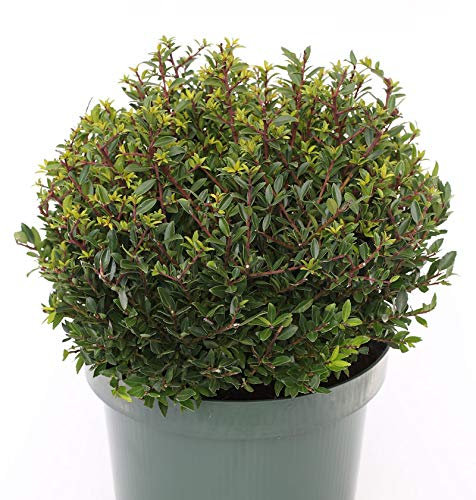 Kugelschnitt Japanische Stechpalme Ilex Twiggy 25-30cm - Ilex crenata