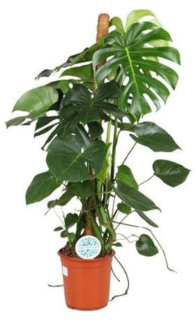 Köstliches Fensterblatt – Monstera Deliciosa – Zimmerpflanze – Ø24cm – 105cm – Tropische Grünpflanze mit großen dekorativen Blättern