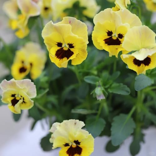 semillas de pensamiento - jardín perenne resistente 200pcs