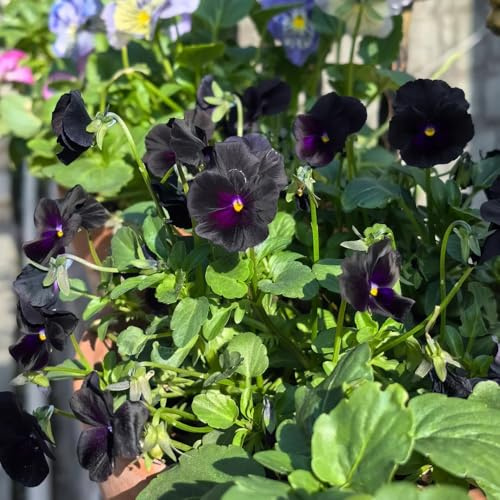 Semi di viola cornuta resistenti, giardino Viola cornuta, esotici, balcone resistenti Le sono perenni 80pcs