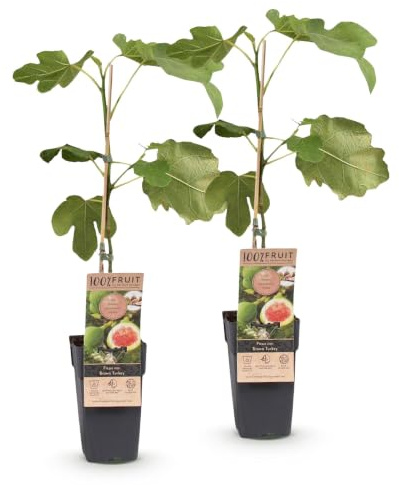 Green boutiQ - Obstbaum - Ficus carica Brown Turkey - Feigenbaum - Winterhart - Grün - Violette Frucht - 2 Pflanzen - Topf 15cm - Höhe 50cm
