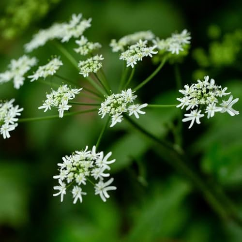 apio de monte, sostenibles semillas de apio monte decoraciones otoñales, verdes Jardín aromáticas interior en el balcón resistentes en 550semillas