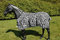 Waldhausen Fliegendecke Zebra, 145 cm