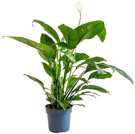 Bonplants Spathiphyllum Bianco, Giglio della Pace, Pianta Vera in Vaso 17 cm (Vaso da Vivaio)