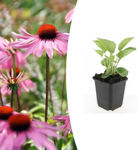 Echinacea p. 'Magnus' | 24 pezzi - 10-25cm - Ø9cm - Pianta da giardino