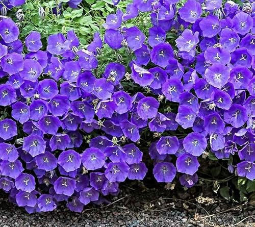 Karpaten Glockenblume Samen, Campanula carpatica, polsterbildender Bodendecker (5000 Samen)
