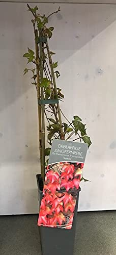 Pianta di Parthenocissus tricuspidata Veitchii su vaso cm 11x11 h21