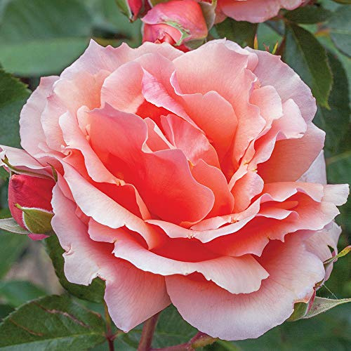 Heirloom Hybrid Tea Roses, Live Own Root Plant for Outdoor Garden, Apricot Candy™, Moderately Fragrant, Hardiness Zones: 6-9, Repeat Blooming
