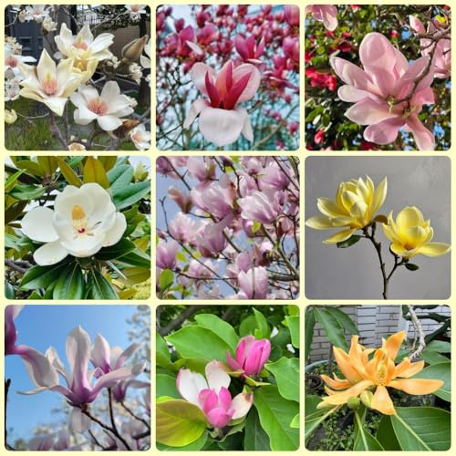 Semillas de magnolia - decorativas semillas de jardín resistente semillas de plantación de regalos 150pcs