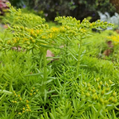 Sedum, steingartenpflanzen winterhart Sedum Für Dachbegrünung, wohnzimmer deko blumenwiese mehrjährig winterhart bodendecker exotische 600Samen