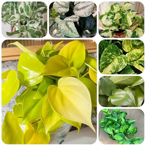 d'appartamento pothos decorazione da giardino per aiuole rialzate da esterno resistenti per giardini rocciosi in vaso luoghi soleggiati interno esotico 160semi
