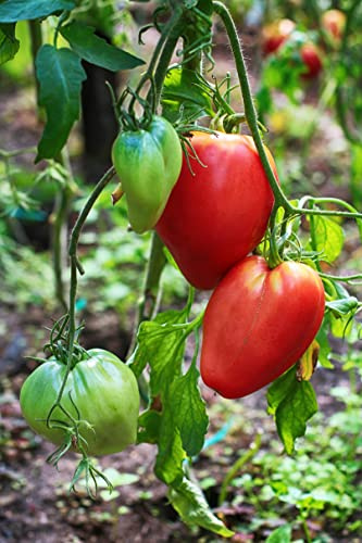 Seedeo® Tomate Ochsenherz (Cuor di bue) (Lycopersicum L.) 25 Samen BIO