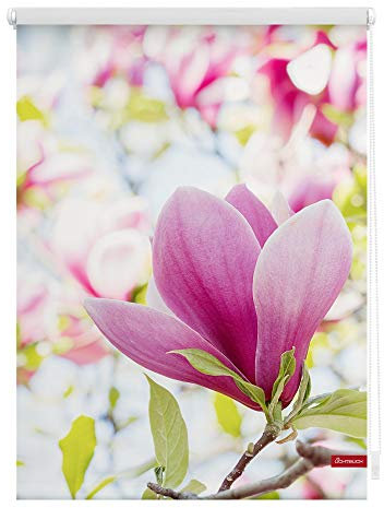 Lichtblick Klemmfix Tageslicht-Rollo mit Motiv, ohne Bohren, Blickdicht, Seitenzugrollo, Made in Germany, Magnolie - Rosa 100 x 150 cm (B x L)