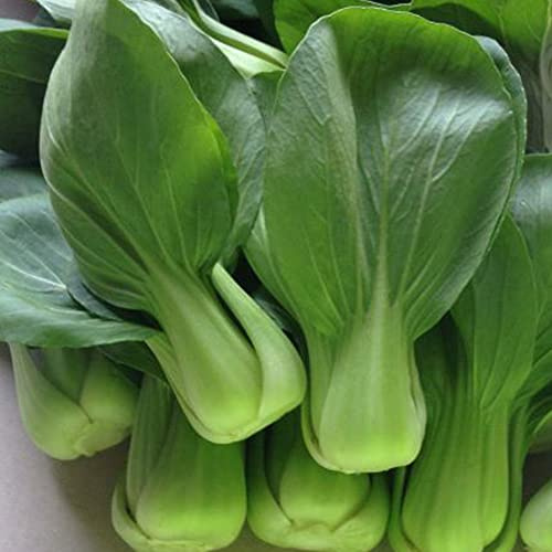 Kitazawa Seed Co Cabbage Seeds Pak Choi Wa Wa Qing Hybrid 2 g Non-GMO F1
