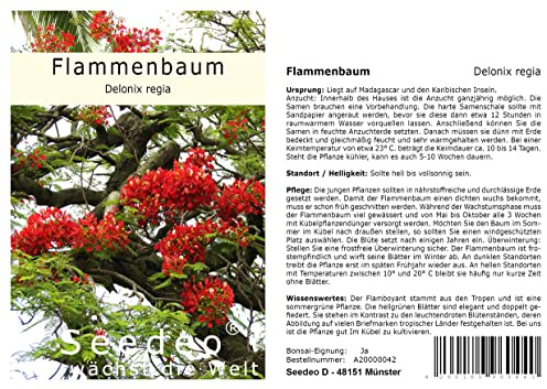 Seedeo Flammenbaum/Flamboyant - (Delonix regia) 12 Samen