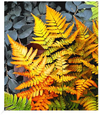 BALDUR Garten 1x Winterharter Schmuck-Farn Golden Brilliant, im 9x9 cm-Topf | Dryopteris erythrosora Gartenfarn, winterharte Staude, mehrjährig, für Standort im Schatten geeignet