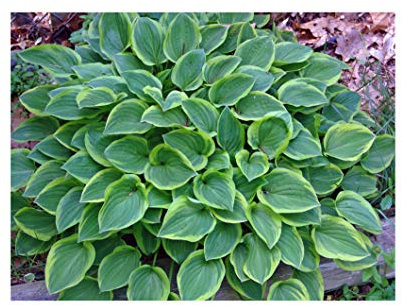Garthwaite Nurseries®: - 1 Litre Potted “Hosta Golden Tiara” (Plantain Lily) Hardy Perennial