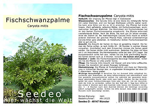 Seedeo Fischschwanzpalme Caryota mitis 10 Samen
