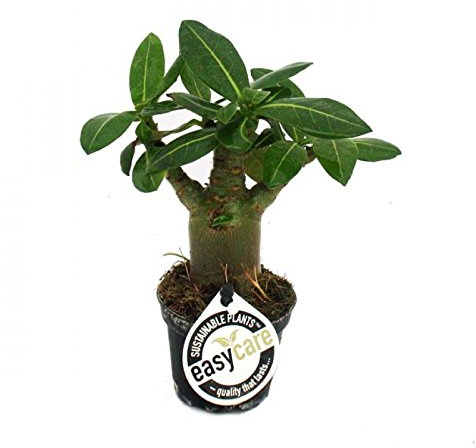 exotenherz.de Mini rosier sauvage Adenium obesum Couleur de floraison aléatoire