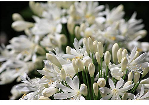 Garten-Schmucklilie Agapanthus africanus Albus im Topf gewachsen