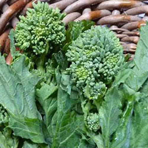 Spring Raab Rapini Broccoli - 1 g ~300 Seeds - Heirloom, Open Pollinated, Non-GMO, Farm & Vegetable Gardening & Micro Greens Seeds - AKA: Asparago