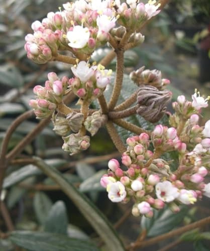 Prager Schneeball 'Viburnum Pragense' immergrün 30-40 cm immergrün winterhart Freilandaufzucht