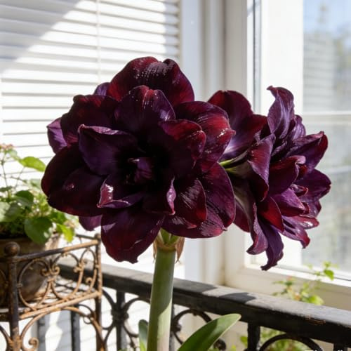 Amaryllis Bulbi Perenni/Amaryllis Rari Eleganti per Giardino e Piantagione/Amarillide facile da coltivare-e-1 rizoma