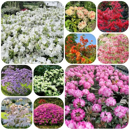 azalea - semillas de como recuerdo de fiesta rododendro balcón semillas jardín Decoración balcón sala estar interior 110semillas