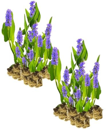vdvelde.com - Hechtkraut Pontederia Cordata - Für ca. 2,5 m² - 30 lose Filterpflanzen - Für Teichpflanzenfilter - Winterharte Teichpflanzen - Van der Velde Wasserpflanzen