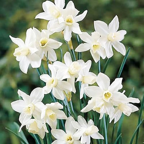 5 Toto White Narcissus Bulbs - Top Size Daffodil Bulbs - 12 Tall