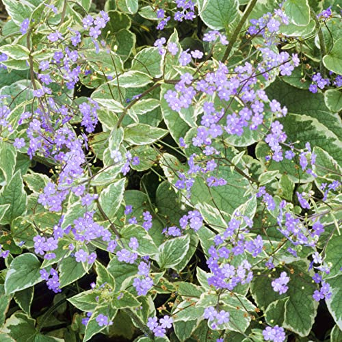 Brunnera Macrophylla Hadspen Cream - Buglosse de Sibérie | Plante vivace de jardin