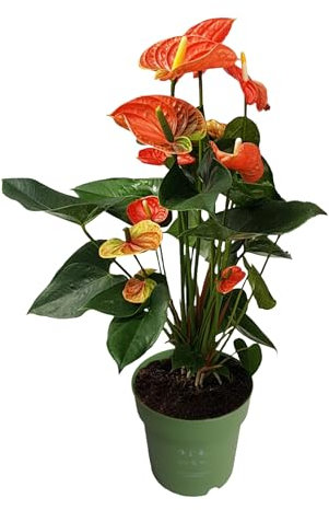 Plant in a Box - Langue de feu - Anthurium 'Madural Orange' - Hauteur 55-70cm - Pot 17cm - Plante d'intérieur fleurissante - Orange