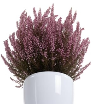 Planta Floral de Calluna Preservada Brezo Decorativo Rústico y Natural