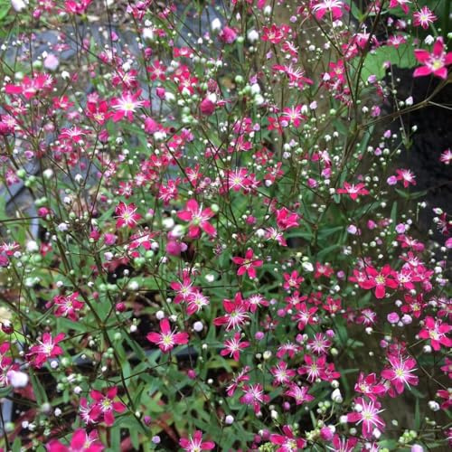 semi di gipsofila - semi da giardino roccioso Gypsophila paniculata - estivi serre da balcone recisi decorazione del soggiorno vecchie varietà 250pcs
