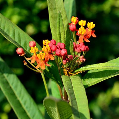 asclepias verdes ricamente de jardín plurianual silvestres 500semillas