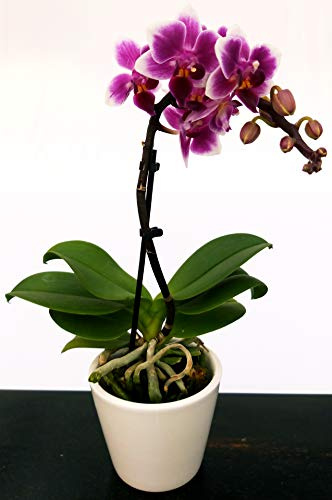 POWERS TO FLOWERS - ORCHIDEA PHALAENOPSIS BONSAI FUCSIA IN VASO CERAMICA BIANCA, Orchidea Falenopsis, Pianta Vera