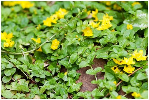 Stauden Gänge 3 x Lysimachia nummularia Pfennigkraut winterhart | Winterharter Bodendecker für Sonne bis Halbschatten, Blüte Mai bis Juli, mehrjährig, 9x9 cm Topf